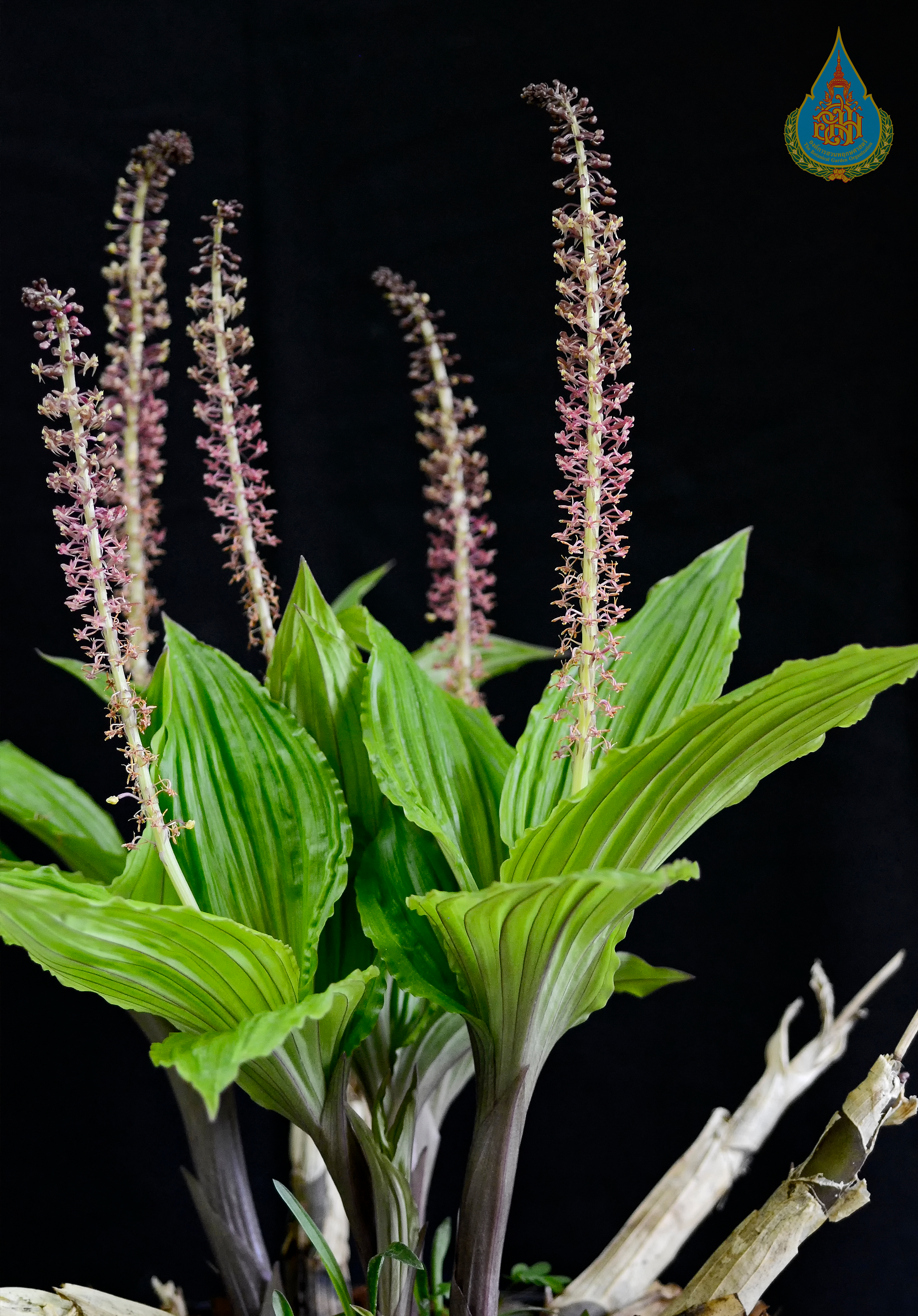 หูเสือรวงข้าว Crepidium polyodon (Hook.f.) Szlach.<br/>ORCHIDACEAE